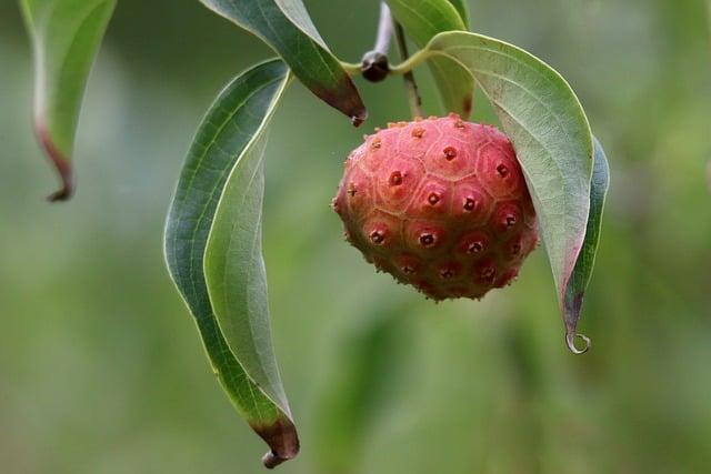 神秘果對身體有什麼好處？