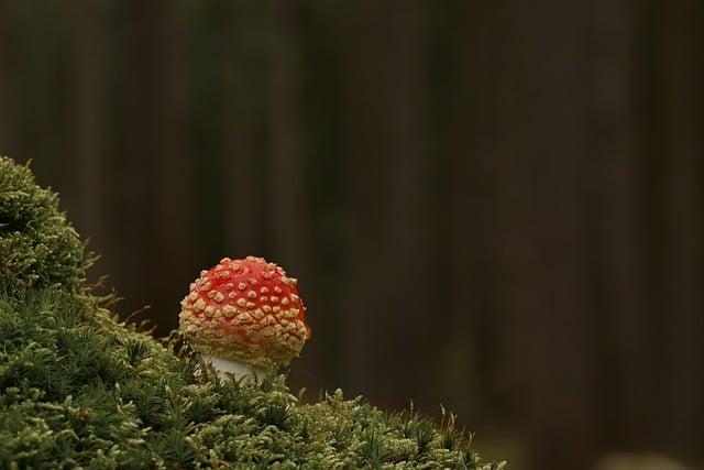 香菇雞湯什麼人不能吃？