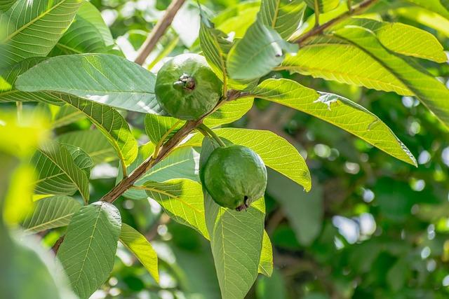 芭樂產季是幾月？