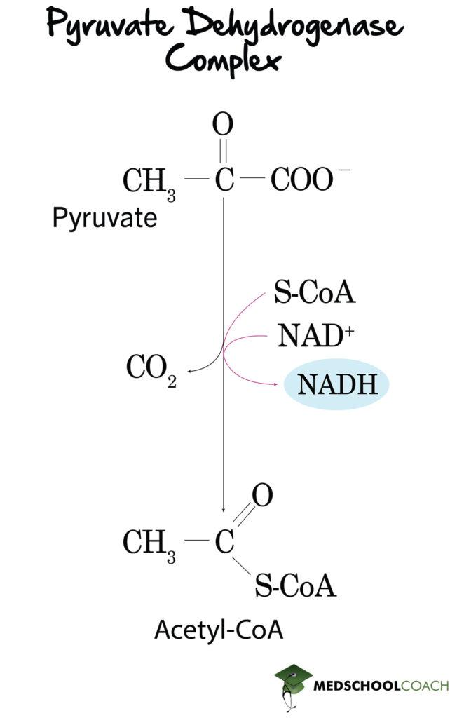 2 分子丙酮酸經糖質新生作用生成 1 分子葡萄糖,需消耗多少分子 ATP？