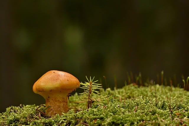 木鱉果對身體有什麼好處？