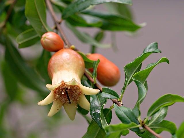 石榴對身體有什麼好處？