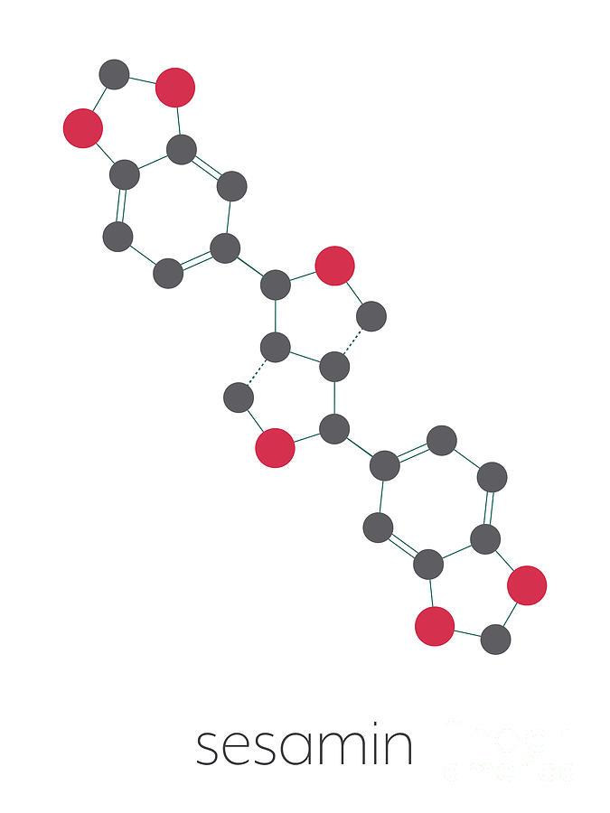 芝麻素為什麼可以幫助睡眠？