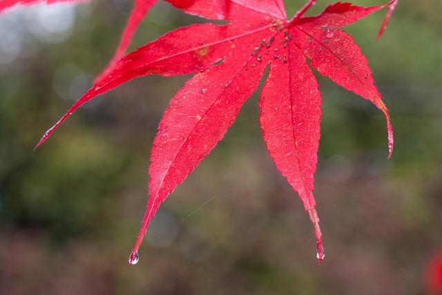 花青素是多酚嗎？