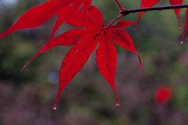 花青素有什麼好處？