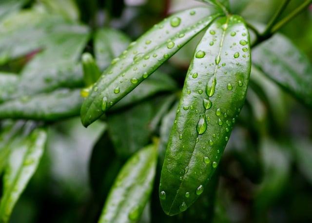 雨水有什麼成份？