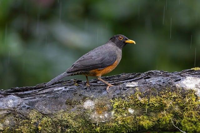 酸雨如何造成？