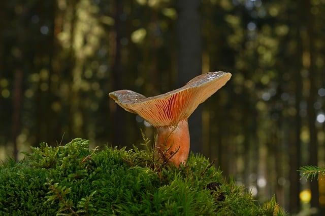 生命科學跟生物科技差在哪？