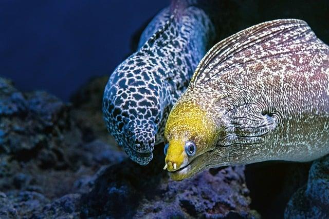 魚油幾時食最好？