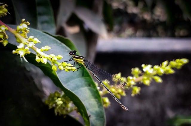 芒果如何不氧化？