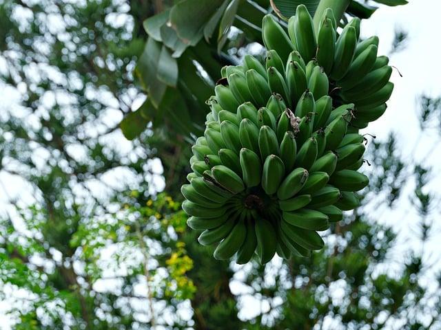 香蕉不能和什麼一起吃？