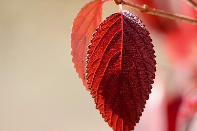 紅棗可以降血壓嗎？