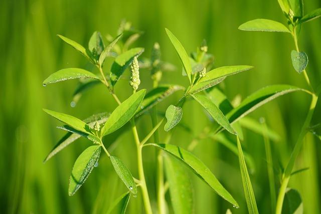 什麼菜對肺好？