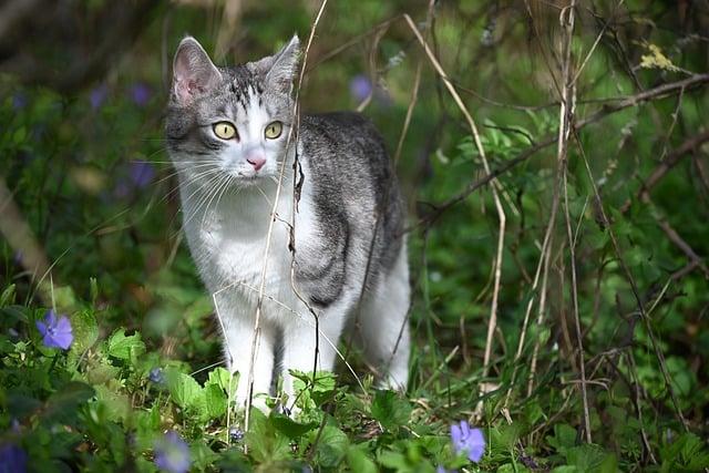 貓胰臟炎吃什麼飼料？