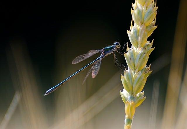 雞眼要怎麼處理？