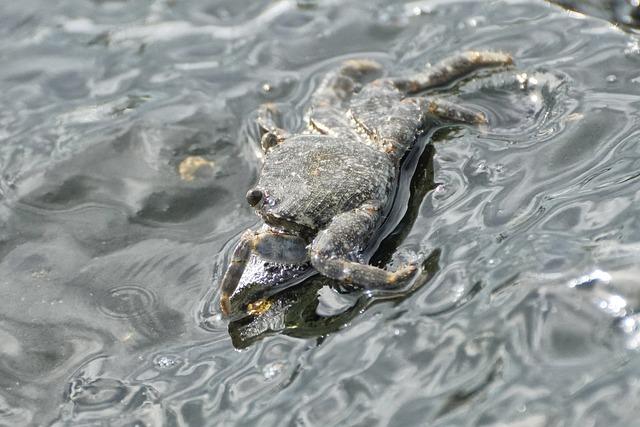 癌症患者可以吃魚油嗎？