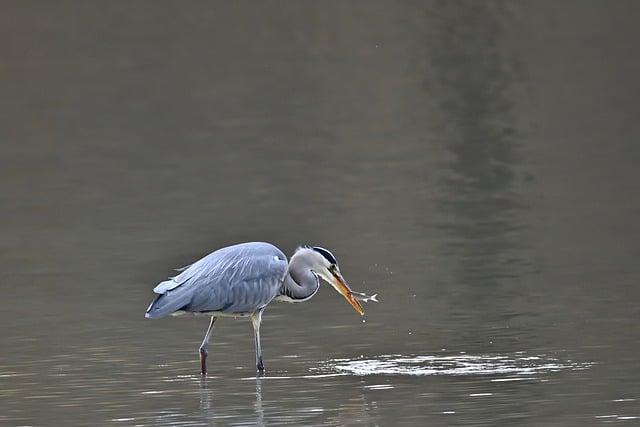 魚油是顧眼睛的嗎？