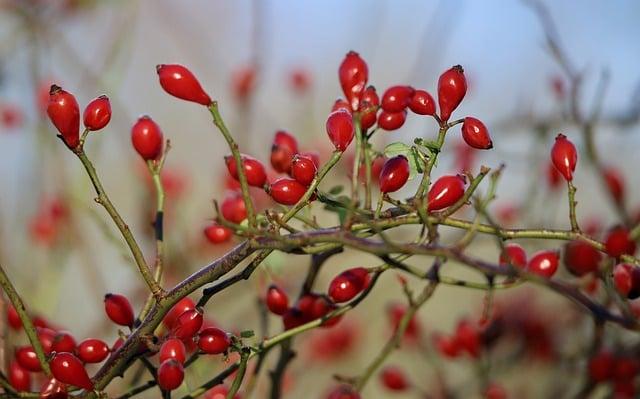 妙利散益生菌 一天幾包？