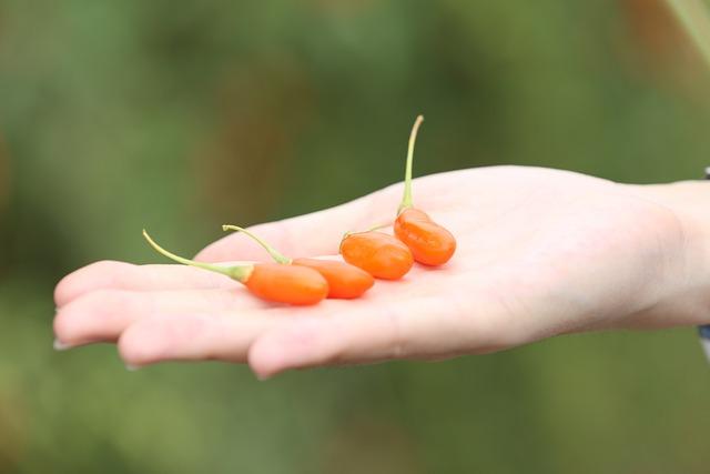 枸杞紅棗可以每天喝嗎？