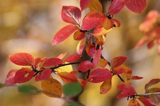 手掌紅是什麼？