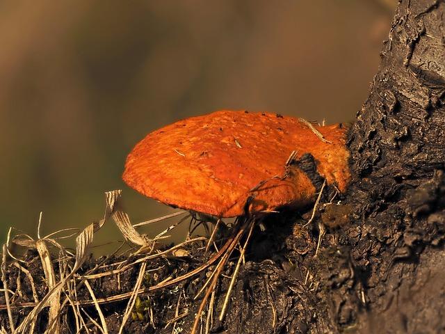 cinnabar 是什麼？