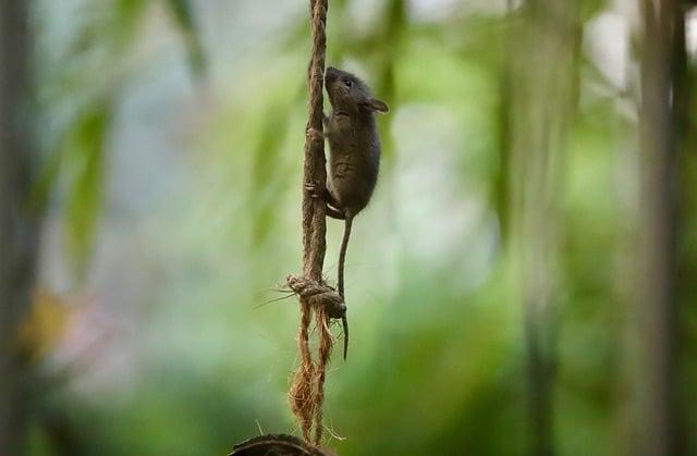 長期耳鳴怎麼辦？