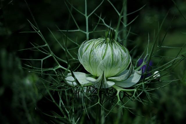 為什麼不能吃香菜？