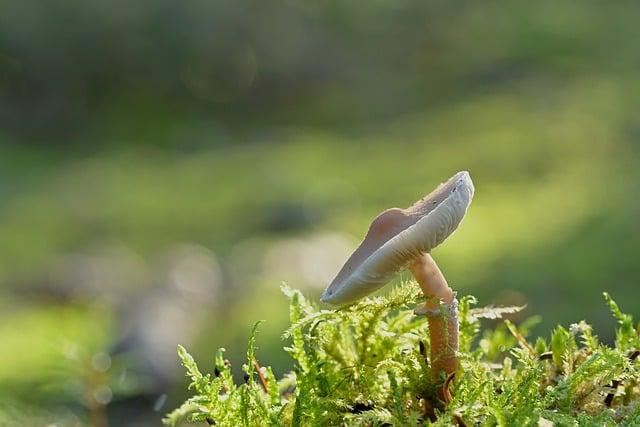 黑木耳什麼時候吃最好？