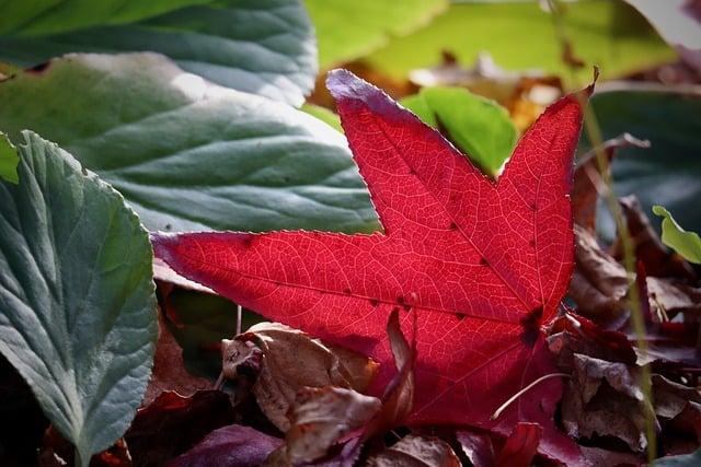 紅豆綠豆可以當主食嗎？