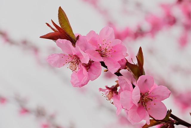 杏仁奶有什麼好處？