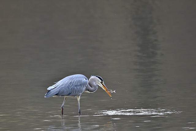 魚蛋健康嗎？