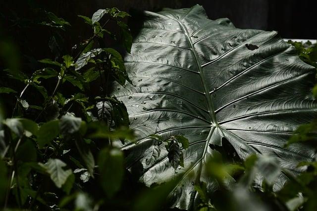 怎麼讓肺活量變好？