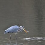 魚油甚麼人不能吃？