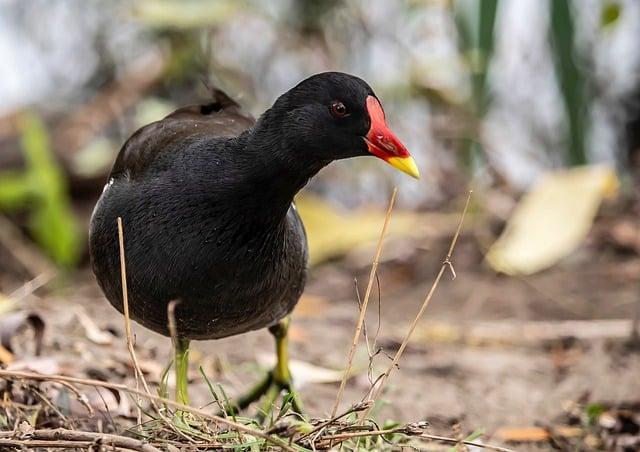 雞是什麼的異體字？