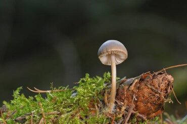 酮體過高會怎樣？