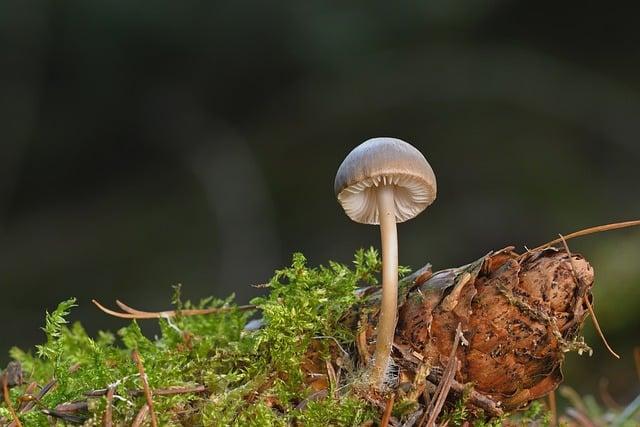 人體哪個部位神經最多？