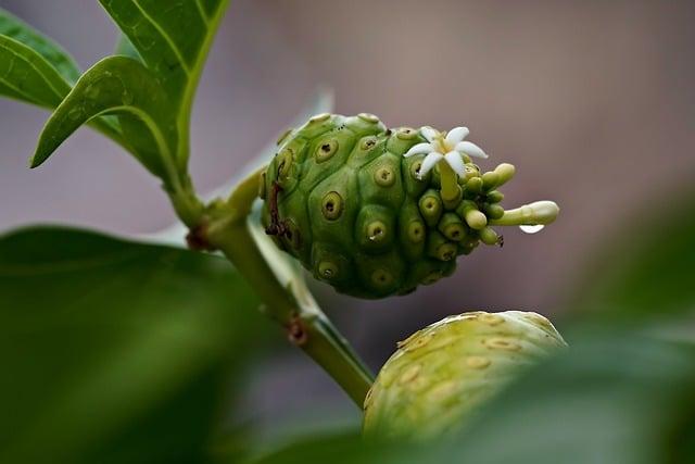 可以天天喝綠茶嗎？