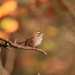 喉嚨有痰可以喝酒嗎? 喉嚨有痰可以喝酒嗎?