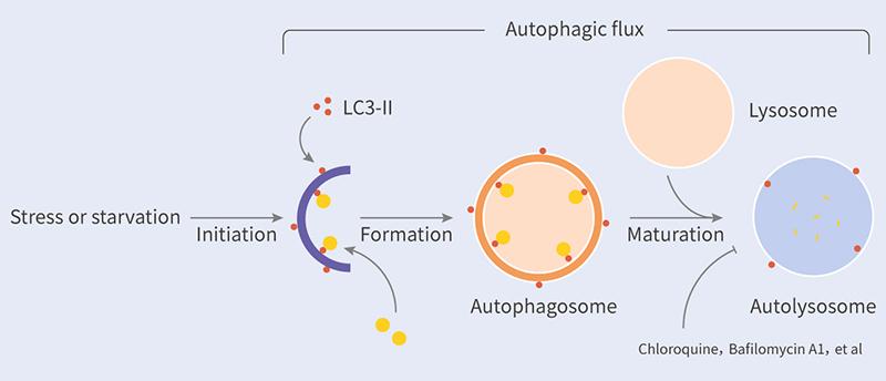 如何知道細胞自噬？