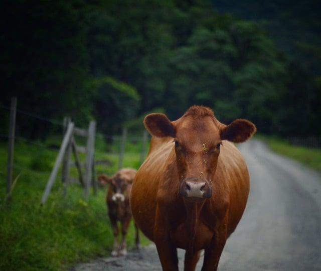 懷孕能吃冰淇淋嗎？