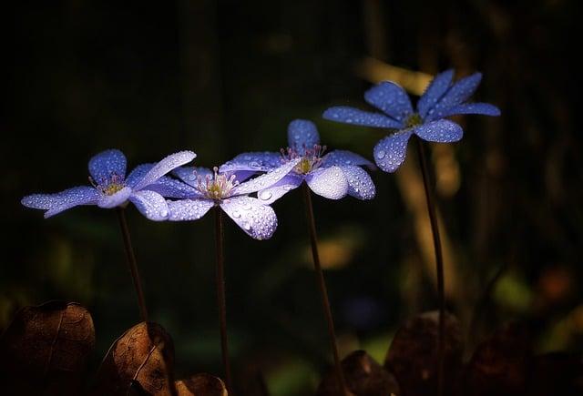 肝不好吃什麼菜？