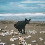 便便卡住怎麼辦? 便便卡住怎麼辦?