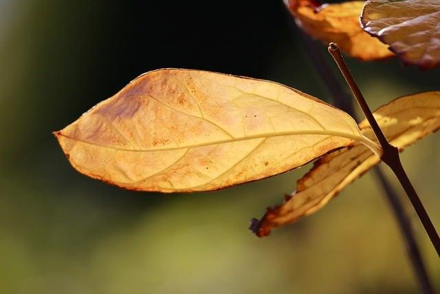 玄米茶是綠茶嗎？