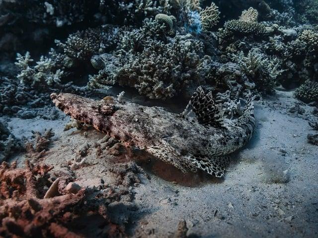 魚油吃太多會怎樣？