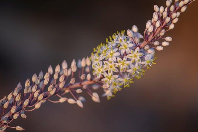 香蕉花有什麼功效？