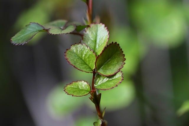 新體睦 不能吃什麼？