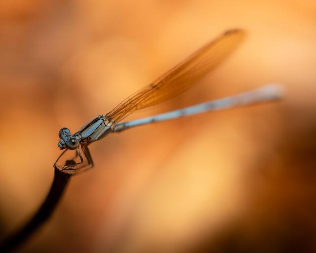 為什麼生物要繁殖下一代？