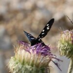 九價疫苗男生要打嗎？