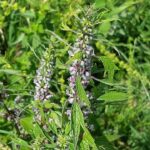 為什麼會長子宮肌瘤？