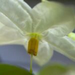 切除卵巢要休息多久？